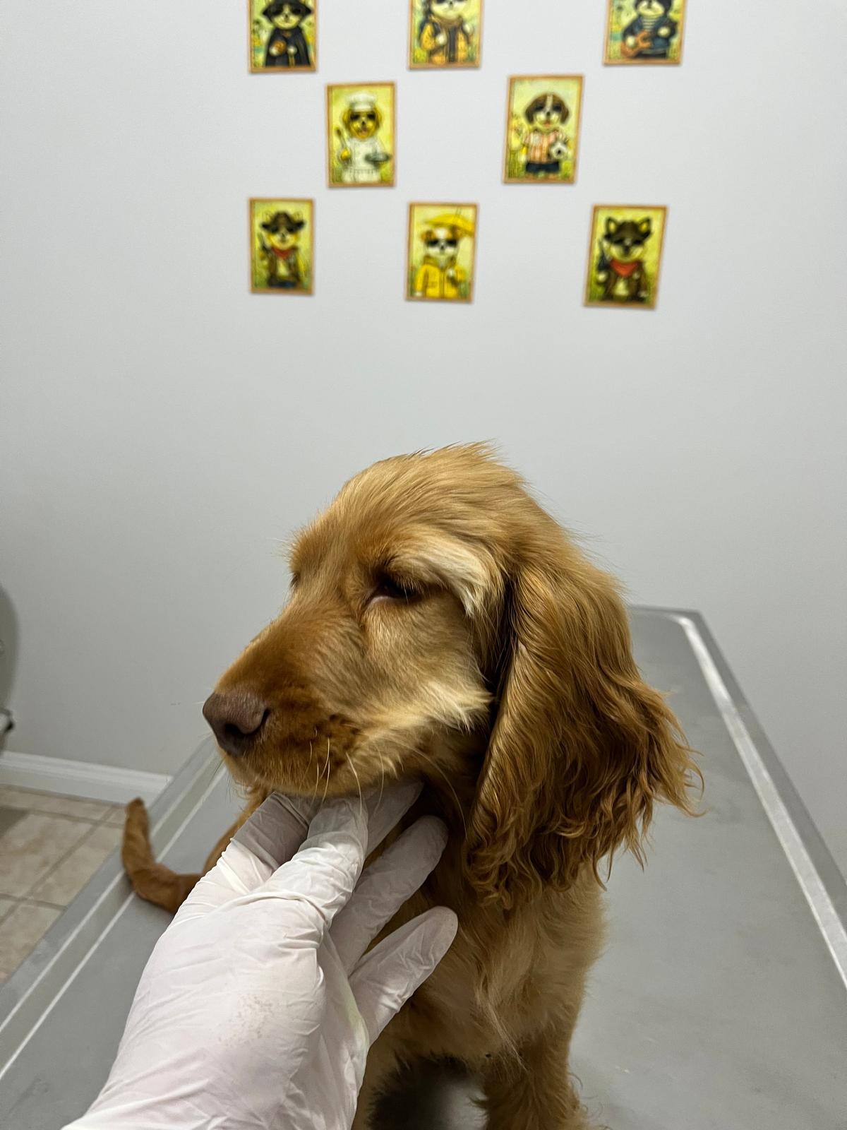 Köpek ve Kedilerde Zehirlenme: Belirti ve İlk Yardım
