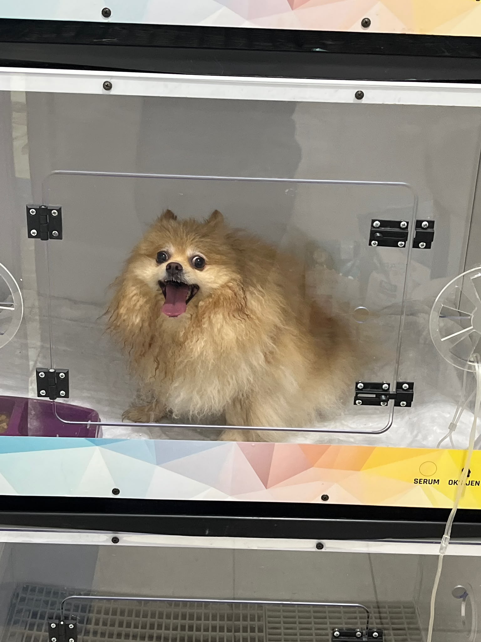 Köpeklerde Sıcak Çarpması (Hipertermi): Belirti ve İlk Yardım