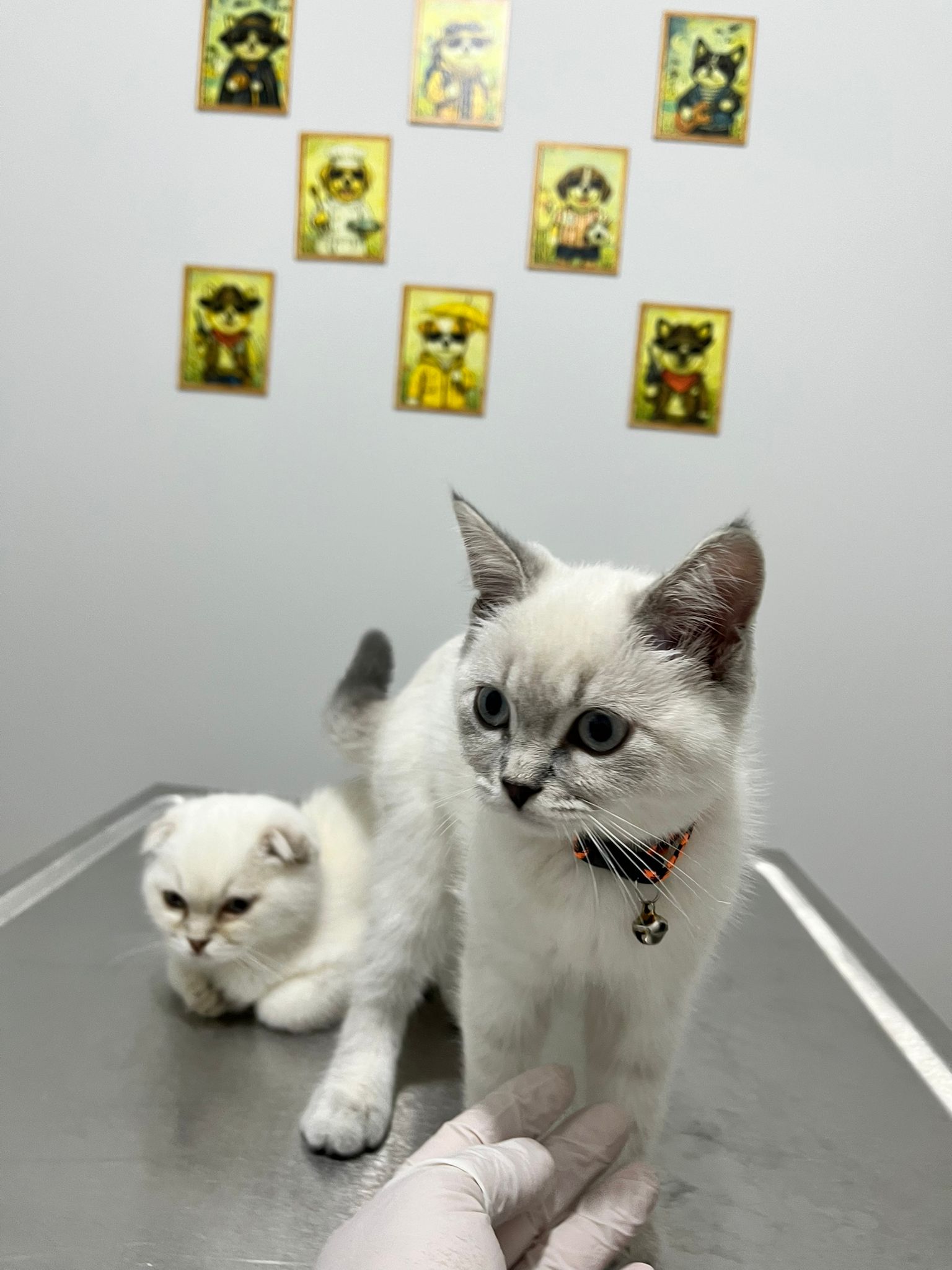 Aksu Coşkun Veteriner Kliniği Kedi Kısırlaştırma Operasyonu