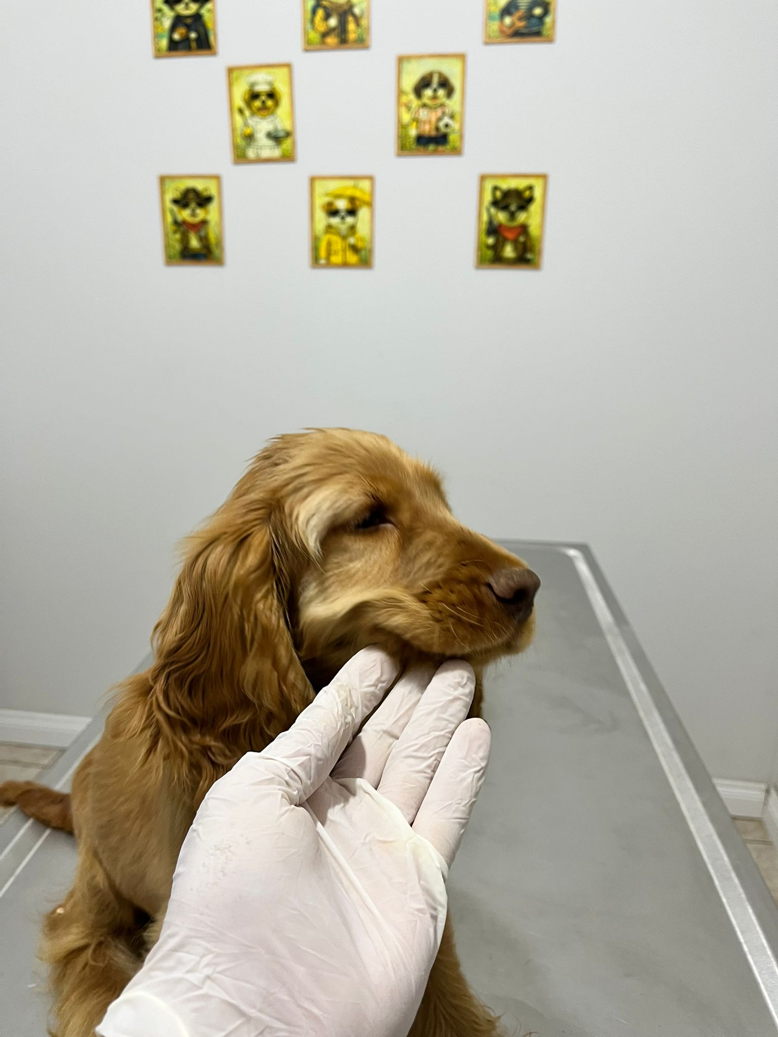 Coşkun Veteriner Aksu Kedi Köpek Dermatoloji Hizmeti
